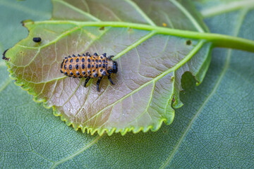 Chrysomela populi larva. Poplar leaf beetle.