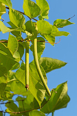 Leaves and beans of the Indian bean tree or southern catalpa tree (Catalpa bignonioides) native to the southeastern United States in Alabama, Florida, Georgia, Louisiana, and Mississippi. 