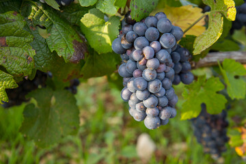 grappes de raisin en train de m&ucirc;rir, pinot noir de bourgogne &agrave; Nuits saint Georges