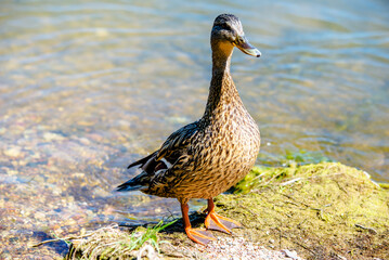 Wild Duck stands on the shore of the lake
