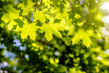Green nature background with maple leaves
