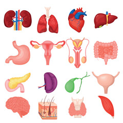 Vector set of illustrations of human liver, reproductive system, brain, heart, kidneys, lungs. The concept of organs for study for medical and biological purposes. Picture for books, magazines and art