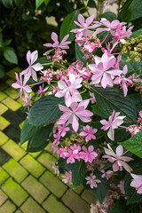 Beautiful hydrangea dance party flowers blooming in the garden.