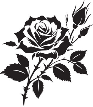 black and white roses