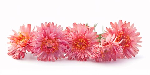 Detailed image of sea flower isolated on a plain white backdrop.