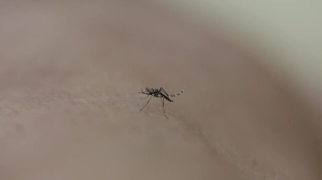 Aedes or tiger mosquito. They are carriers of parasites that cause many serious epidemics include dengue fever, yellow fever, Elephantiasis, Zika fever , chikungunya disease