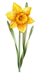 Single yellow daffodil with green stem and leaves isolated on black background. cut out. png. transparent background.