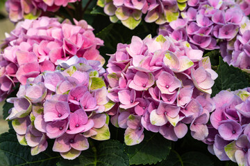 Fototapeta premium Close up of pink hydrangea flowers in the garden blooming in early summer.