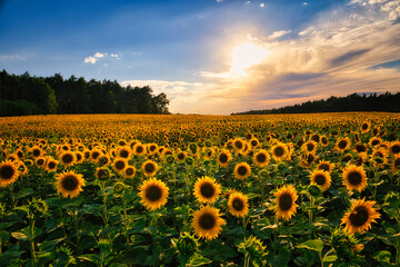 Obraz premium Sonnenblumen - Sonnenblume - Sonnenblumenfeld - Sunflower - Field - Ecology - Environment - Agriculture - Sunset - High quality photo - Bioeconomy - Bio - Photo Wallpaper 