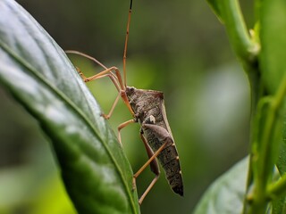 Sangit grasshopper (Leptocorisa oratorius) on orange leaves with blurred background