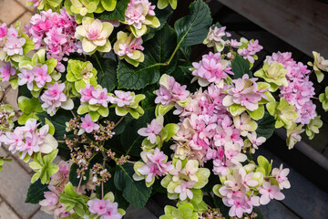 Beautiful pink lacecap hydrangea flowers blooming in the garden in early summer.