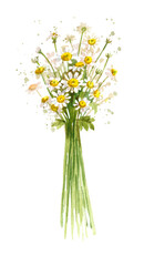 Cute watercolor bouquet of small daisies. Hand drawn floral illustration for design on white