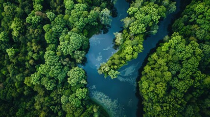 Naklejka premium Capture an aerial view of a winding river through a dense forest, with the water reflecting the lush greenery