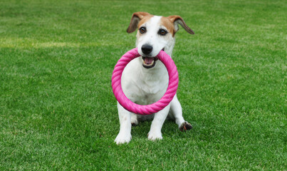 Dog playing with a round toy on the park.