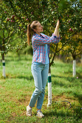 Obraz premium Young female farmer. Woman working during harvesting time