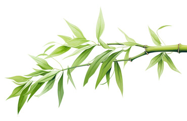 Fototapeta premium PNG Bamboo branch plant herbs transparent background