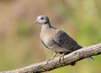 European turtle dove, Streptopelia turtur. A bird sits on a branch on a beautiful blurred background