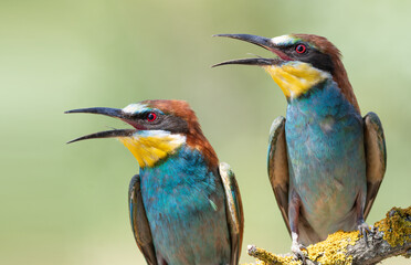 European bee-eater, merops apiaster. Close-up of two birds with their beaks open, they're hot