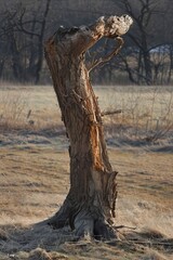 Lonely Tree Trunk Stands in Field of Tall Grass