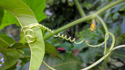 Lagenaria siceraria plant with flower in the vilage
