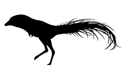 silhouette of a feathered dinosaur on a white background