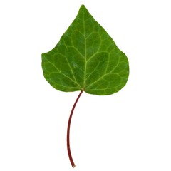 ivy leaf isolated over white