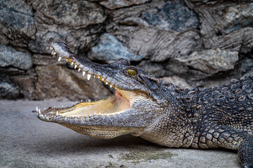 Portrait of crocodile, open mouth, Background