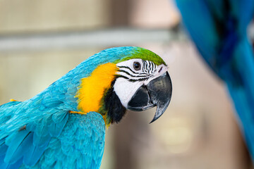 Portrait of Blue and Yellow Macaw Parrot bird. Close up