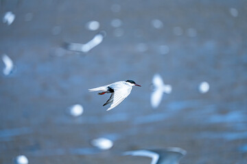 Tern flying, selective focus, blured-Blue background