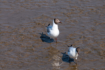 Black-headed gull, Seagull on the beach