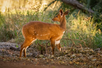 Obraz premium A pretty bushbuck ewe with white spots looks back cautiously on the lookout for danger as she moves through her natural bush habitat in the Kruger National Park in South Africa. 