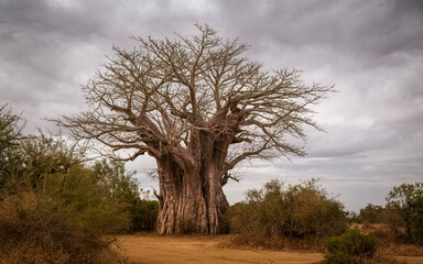 A baobab tree with a massive trunk and comparatively narrow branches in the African bush and against a dramatic overcast sky background in the north of the Kruger National Park in South Africa.