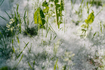 Close-up of Grass with White Cottonwood Seeds in Springtime Nature Scene. Poplar blossoms in the city, seasonal allergies.