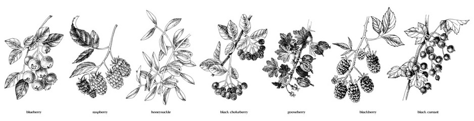 Set of hand drawn berry branches © Marina Gorskaya
