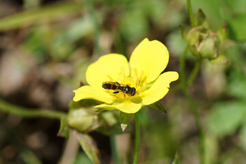 Small hoverfly, Smudge-veined Clubtail, Neoascia podagrica on flower of creeping cinquefoil, Potentilla reptans. Summer, July. Netherlands.