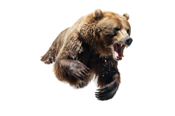 A Grizzly Bear's Mid-Air Roar in a Moment of Fury on a White or Clear Surface PNG Transparent Background.