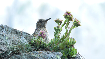 Monticola saxatilis, redstart codirossone	