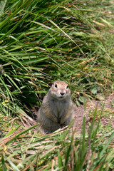Little gopher in the meadow