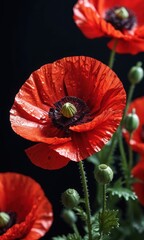 Red Poppy Flower with Dew Drops.