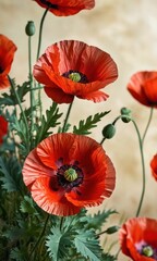 Fototapeta premium Red Poppy Flowers in Bloom.