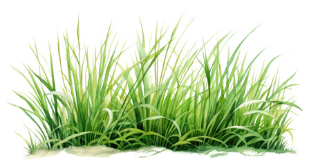 Obraz premium PNG Grass plant green lawn.