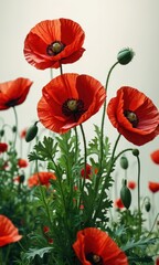 Obraz premium Closeup of a Red Poppy Flower