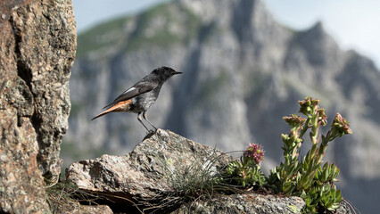 Redstart (Phoenicurus phoenicurus) Codirosso spazzacamino	