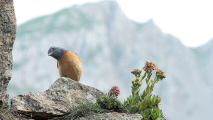 Monticola saxatilis, redstart codirossone	
