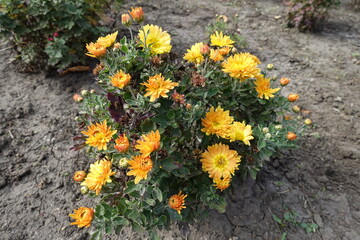 Buds and amber yellow flowers of Chrysanthemums in October