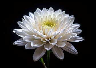Delicate white flower blooms against a somber black backdrop, evoking serenity and reverence, perfect for conveying condolences in obituary notices and funeral announcements.