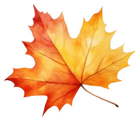 Obraz premium PNG Leaf autumn maple plant.