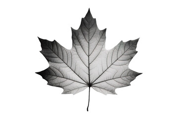 Fototapeta premium A Delicate Dance of Light and Shadow: A Single Maple Leaf Unveiled on a White or Clear Surface PNG Transparent Background.