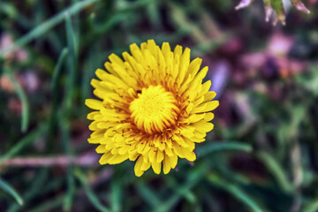 Macro  - Forest - Europe, Romania, Suceava region