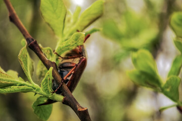 Macro  - Forest - Europe, Romania, Suceava region
